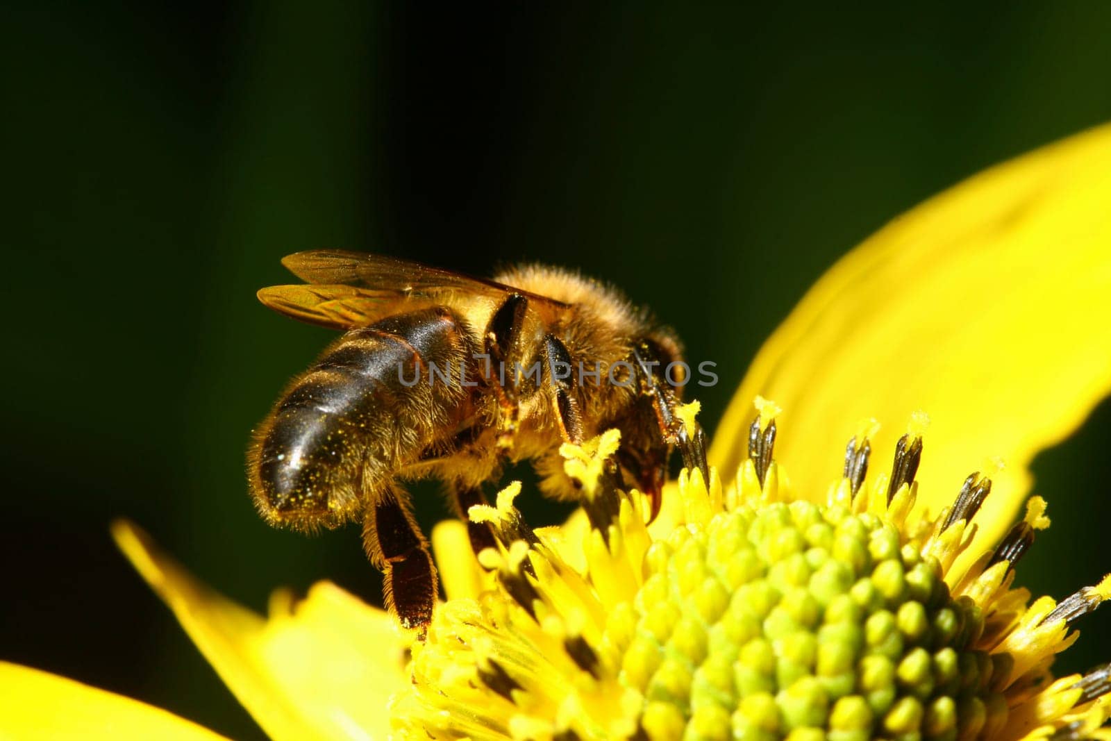little work bee on the yellow flower
