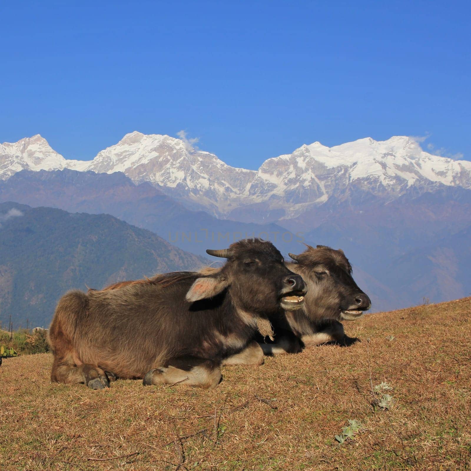 Water buffalo babies resting in Ghale Gaun, Nepal. Snow capped Manaslu range.