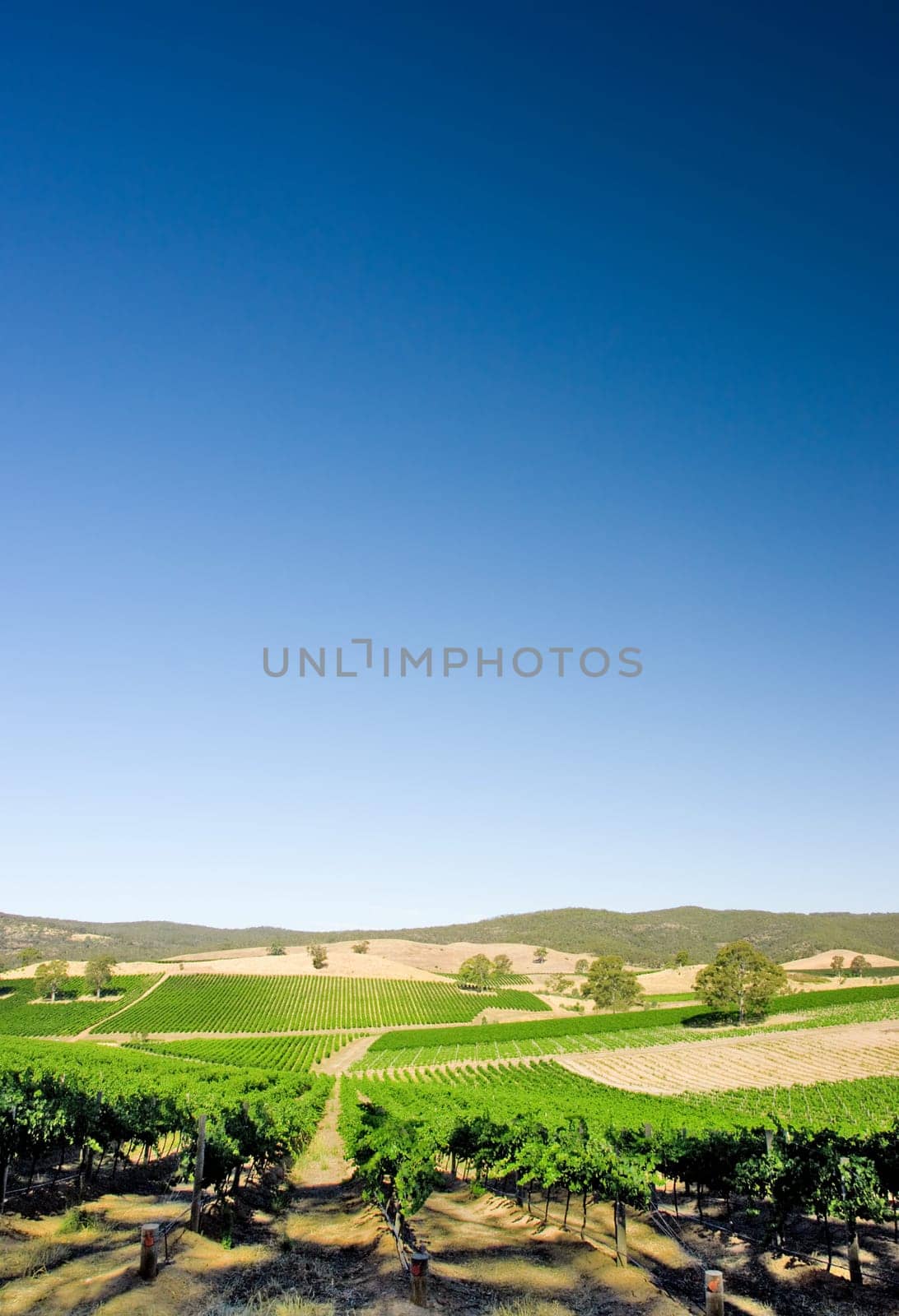Vineyard in Adelaide Hills, South Australia
