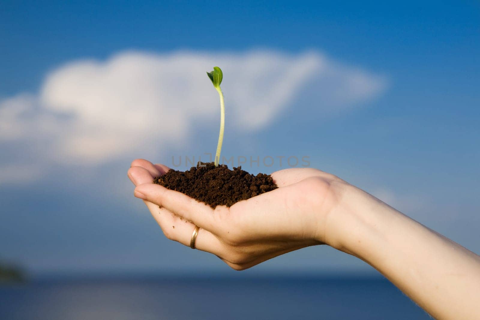small sprout in the hands over the water and blue sky