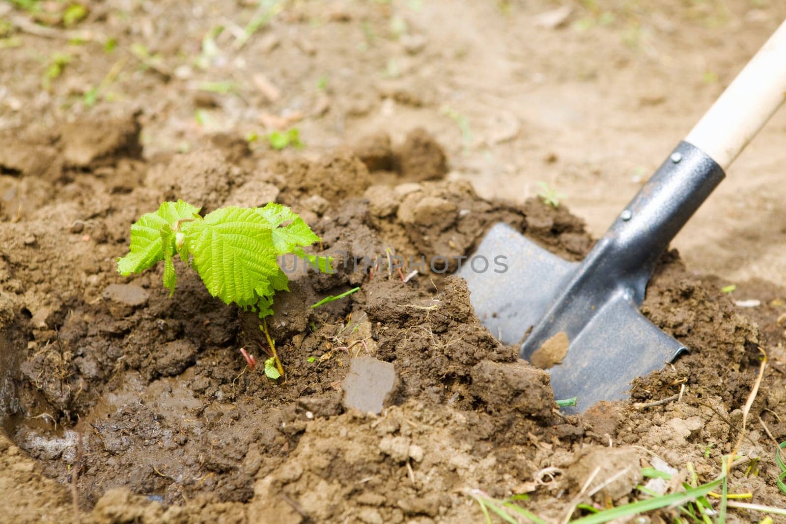 garden work - digging with shovel