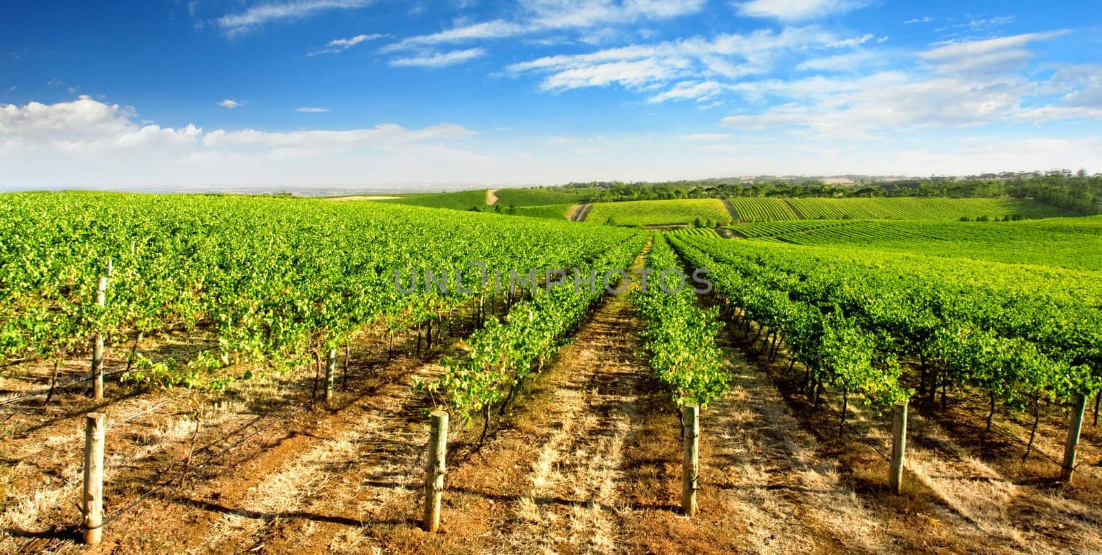 A green vineyard in Summer