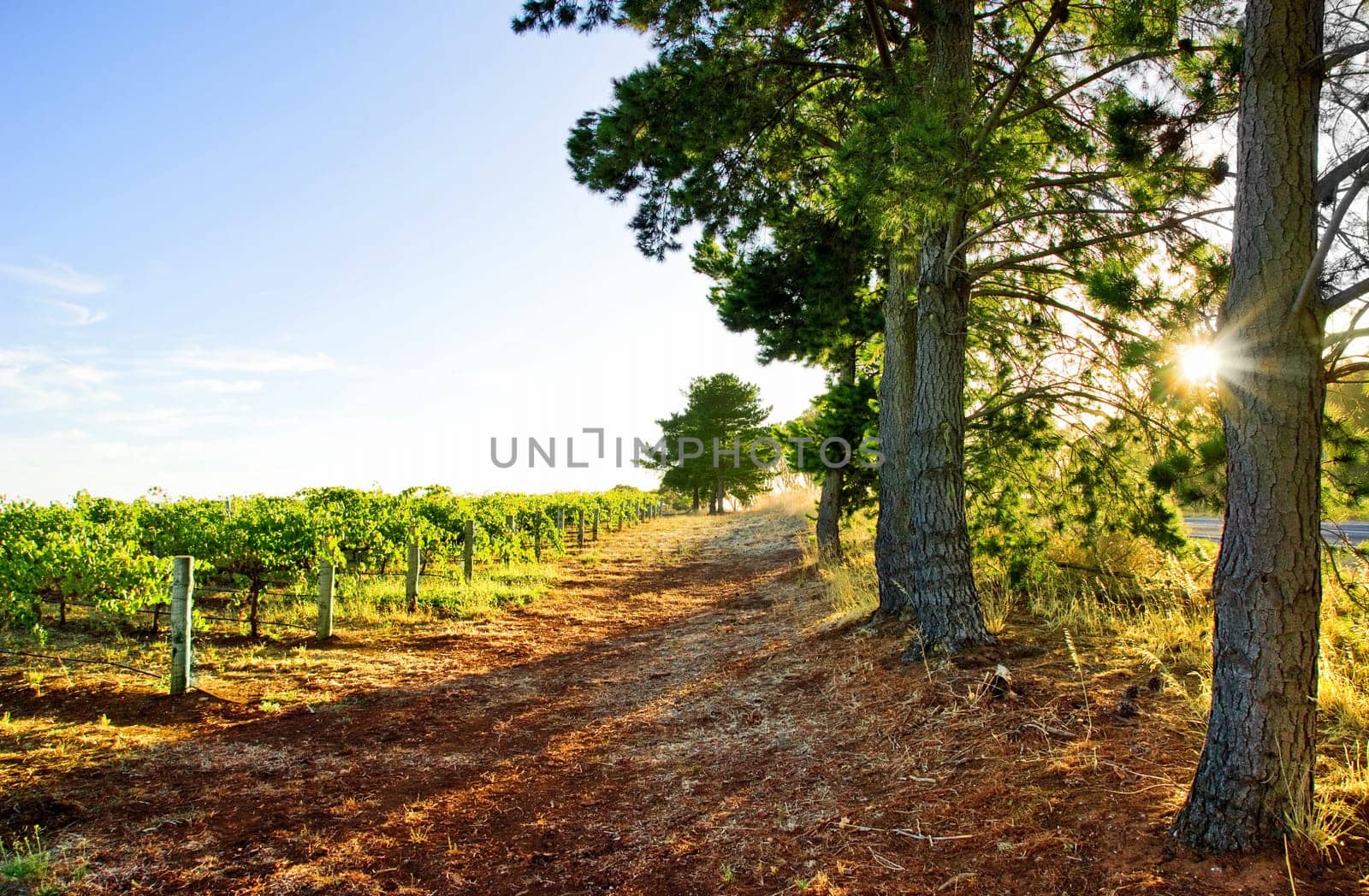 Sun rises over an Australian Vineyard