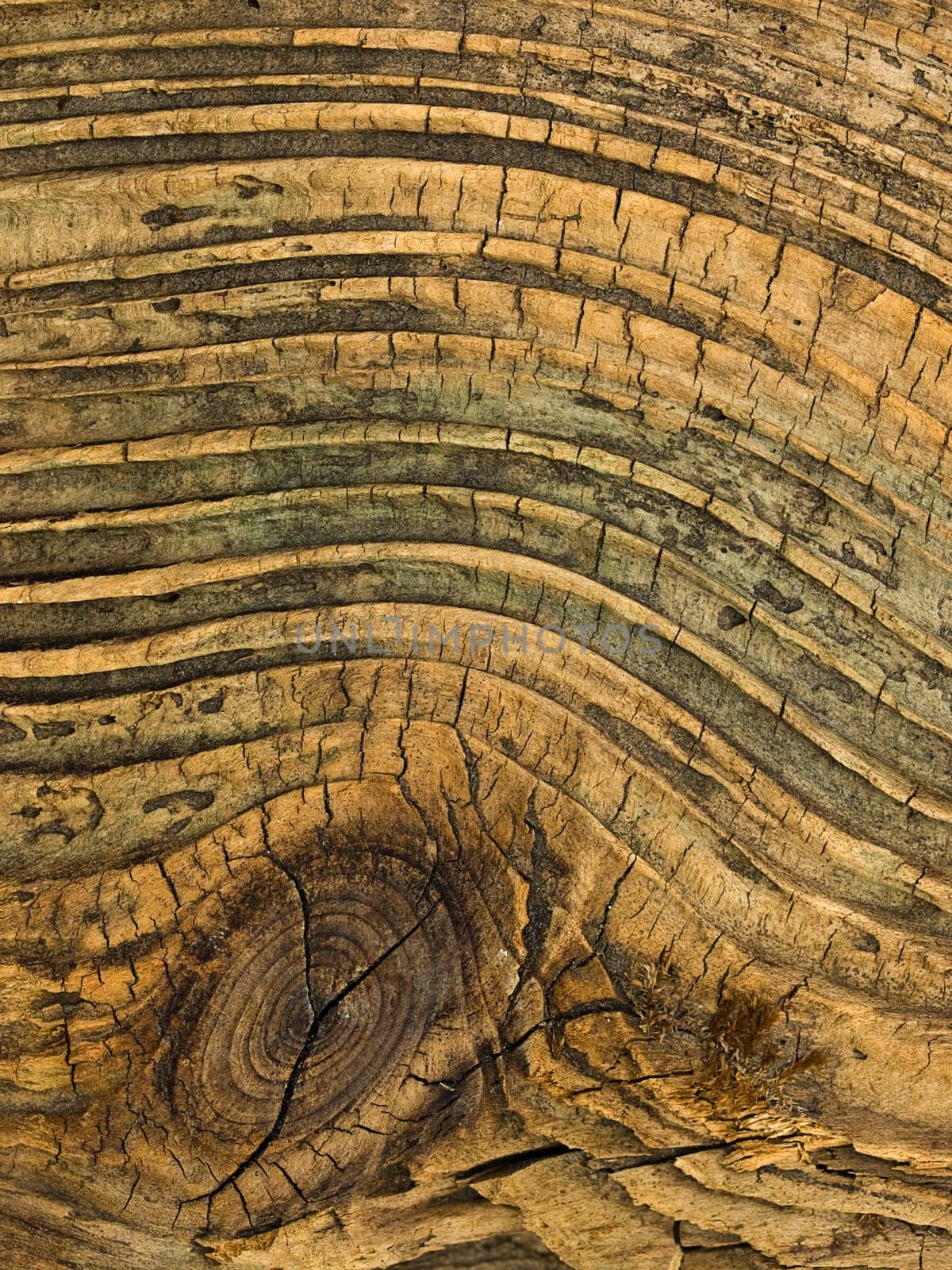 Weathered drift wood with knot