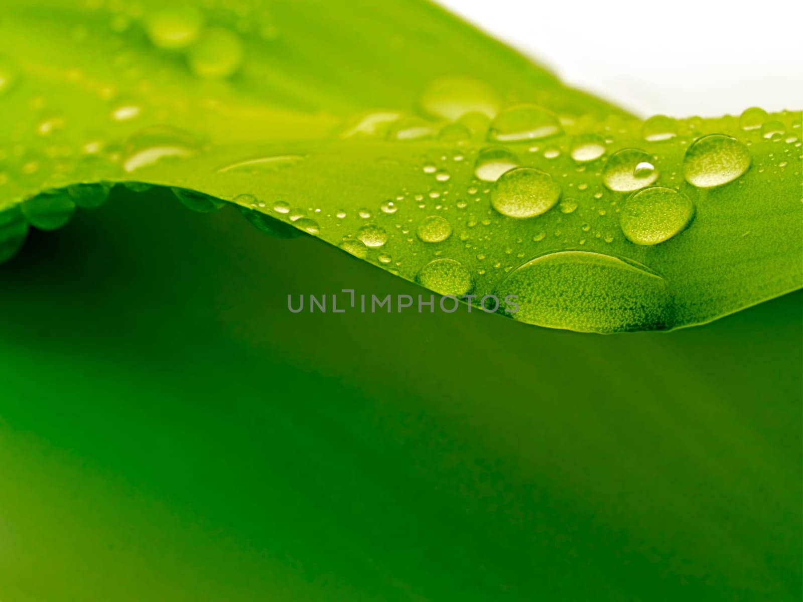 Close-up of green plant leaf