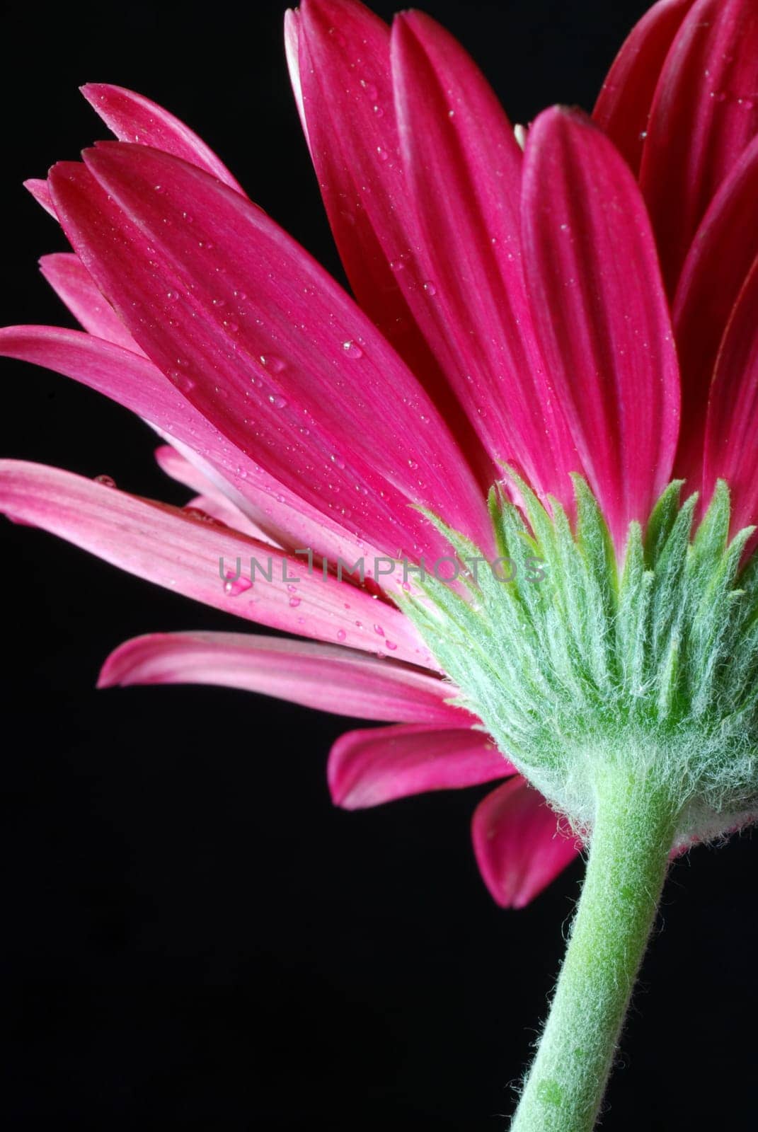 photo of flower in close