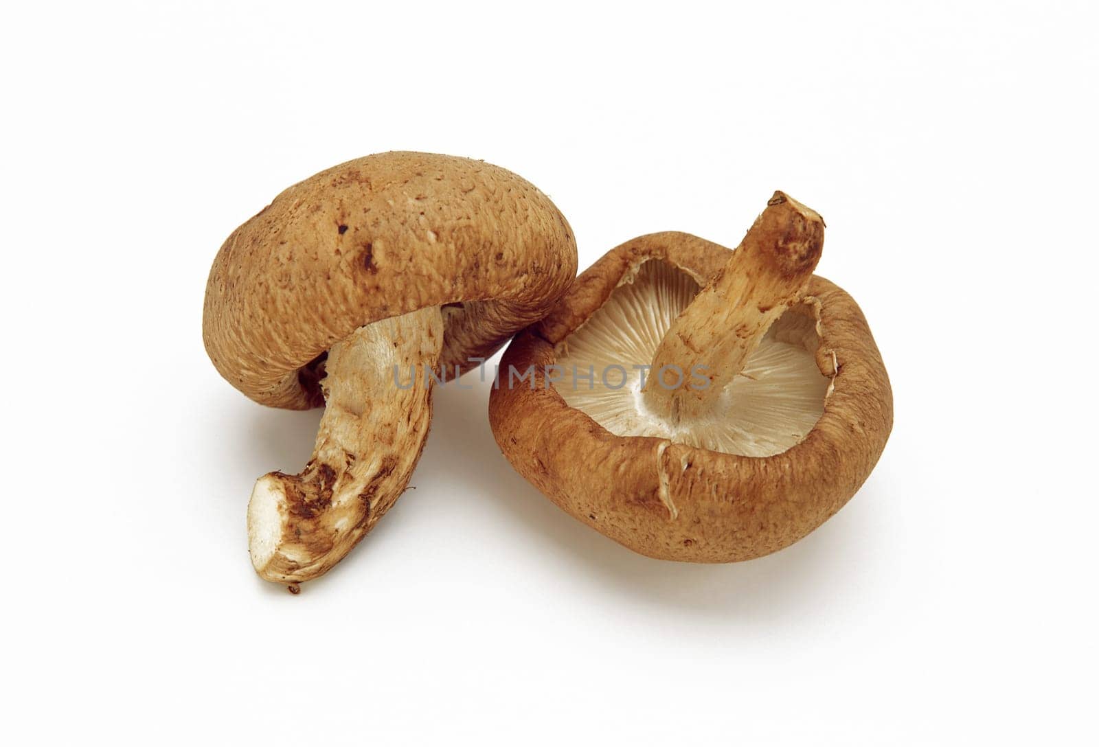 Fresh mushrooms isolated on a white background
