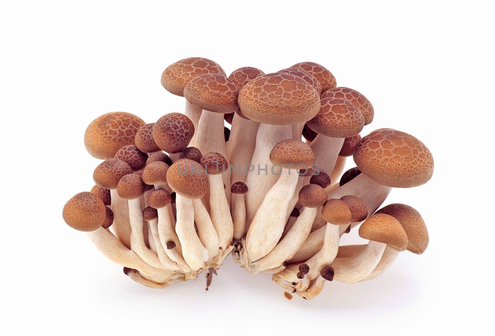 Fresh mushrooms isolated on a white background