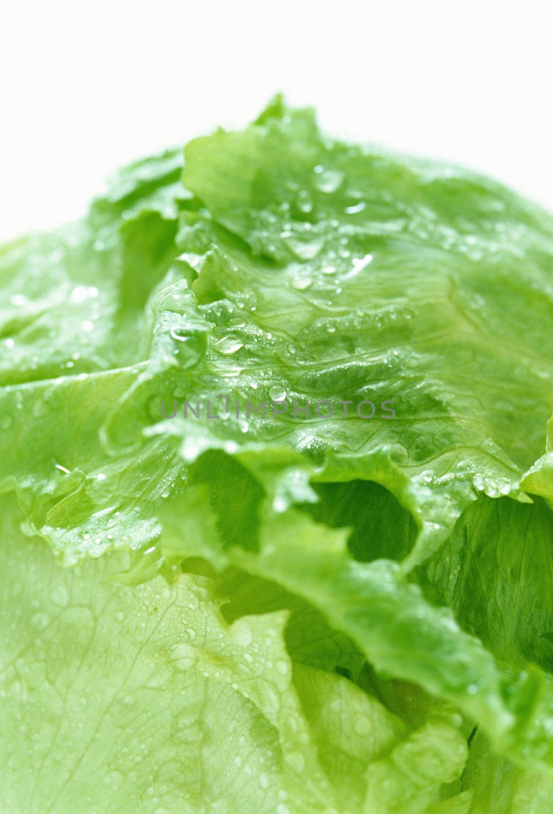 Green lettuce and waterdrops
