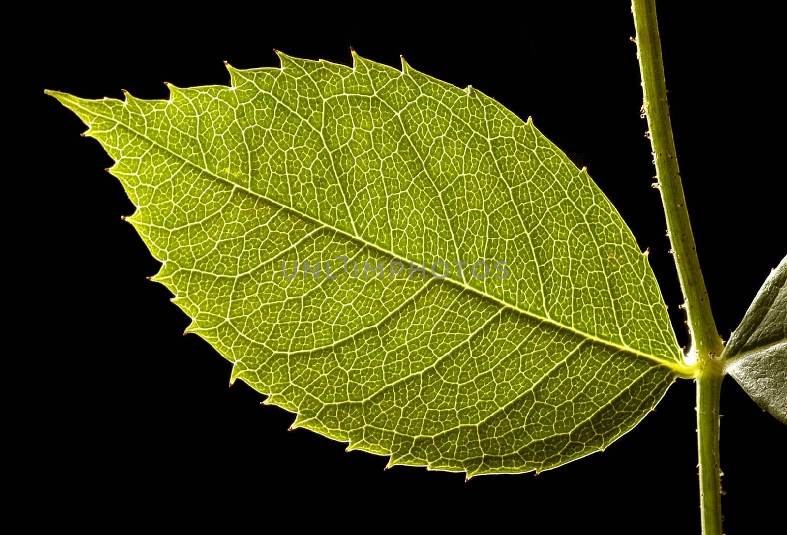 Green leaves, macro, isolated over black background