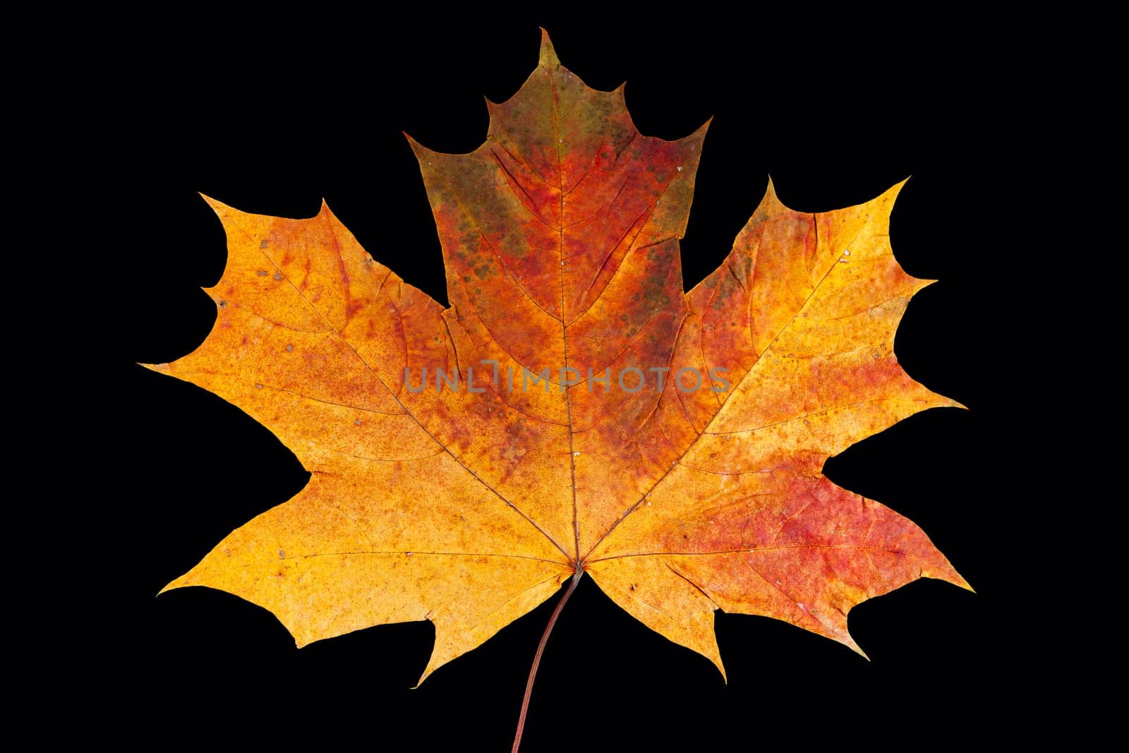 dry maple leaf is isolated on black