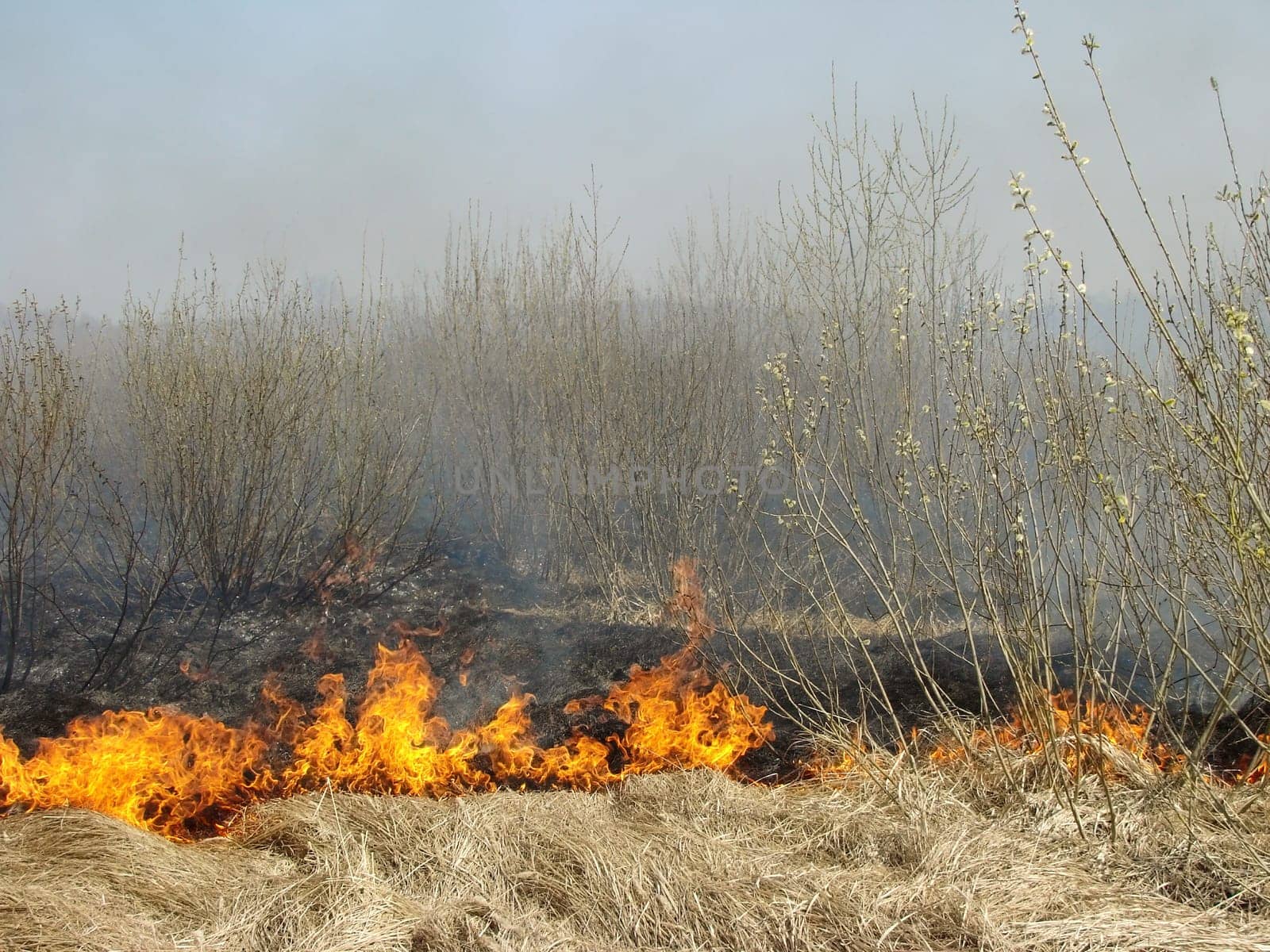burning dry grass at the spring field