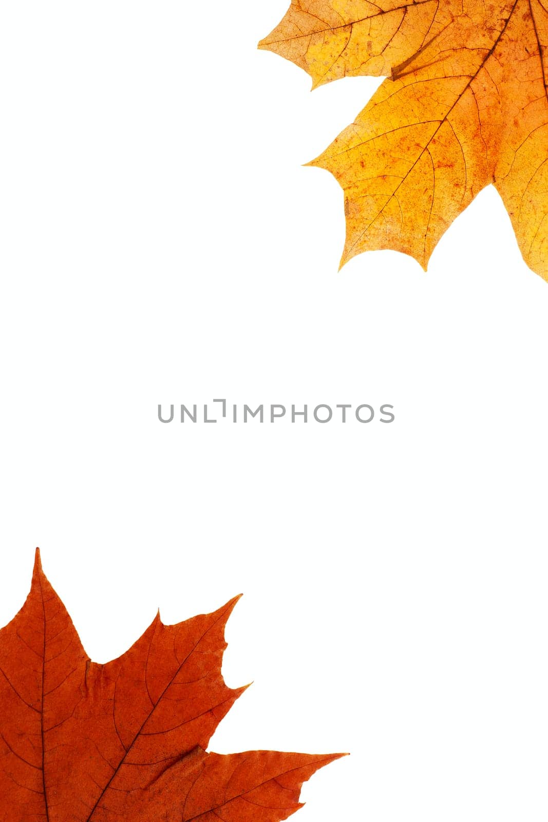 dry maple leaf is isolated on white
