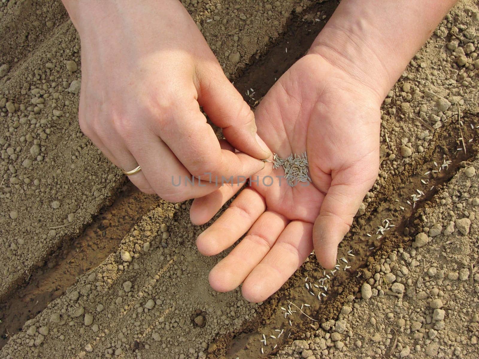 woman hands sowing seeds