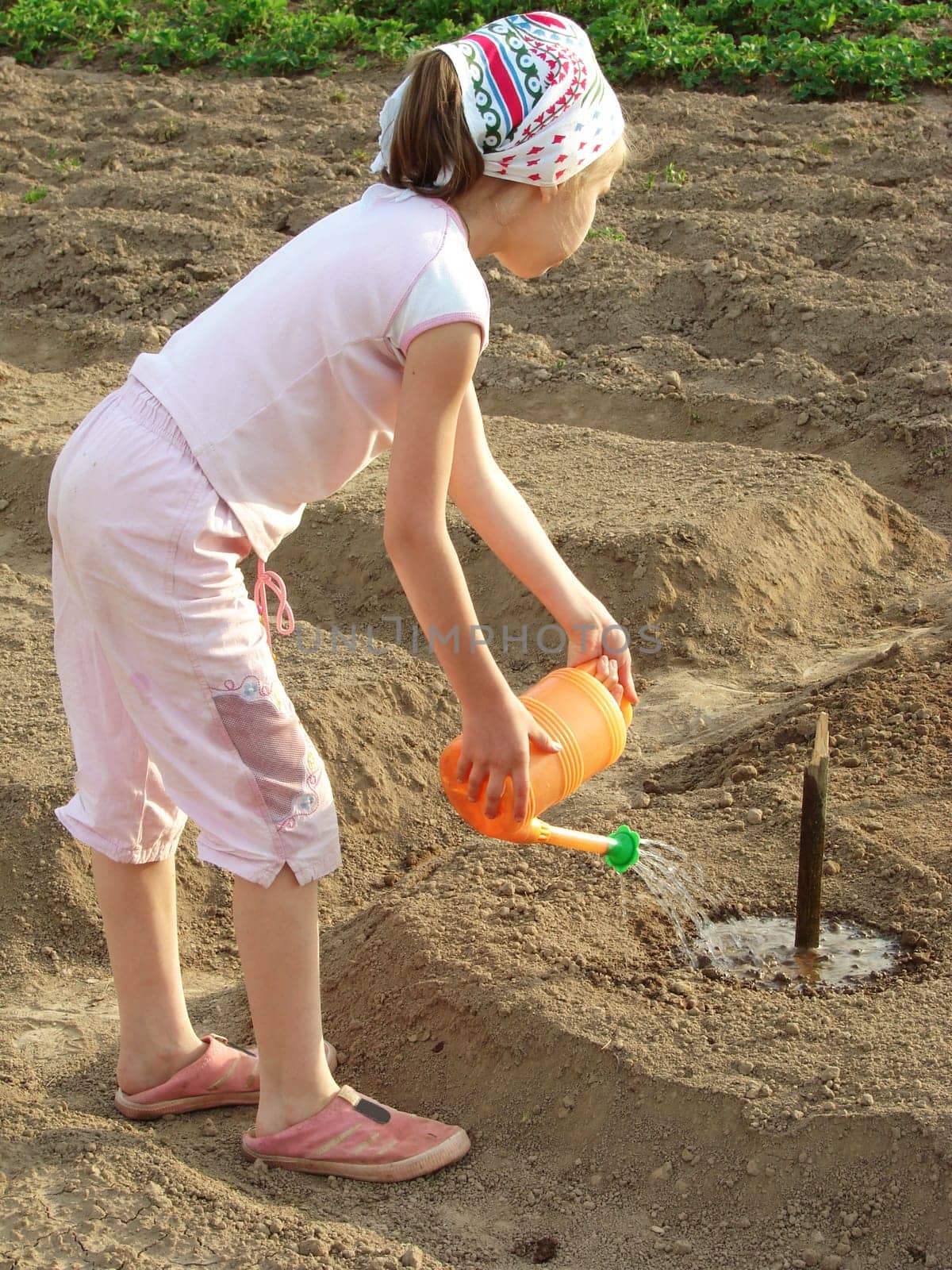 little girl watering vegetable bed at the rural farm