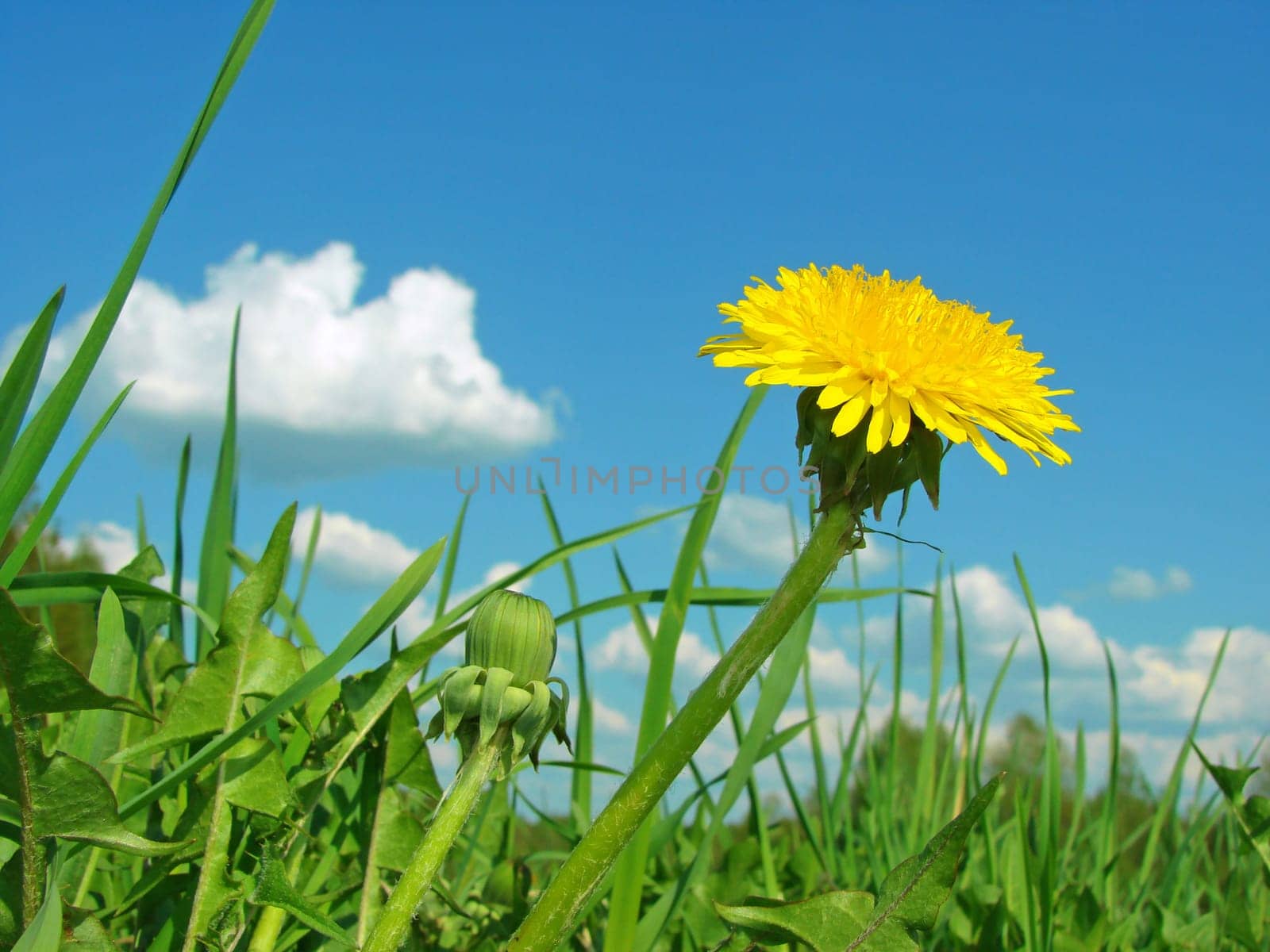 yellow dandelion against blue sky with clouds