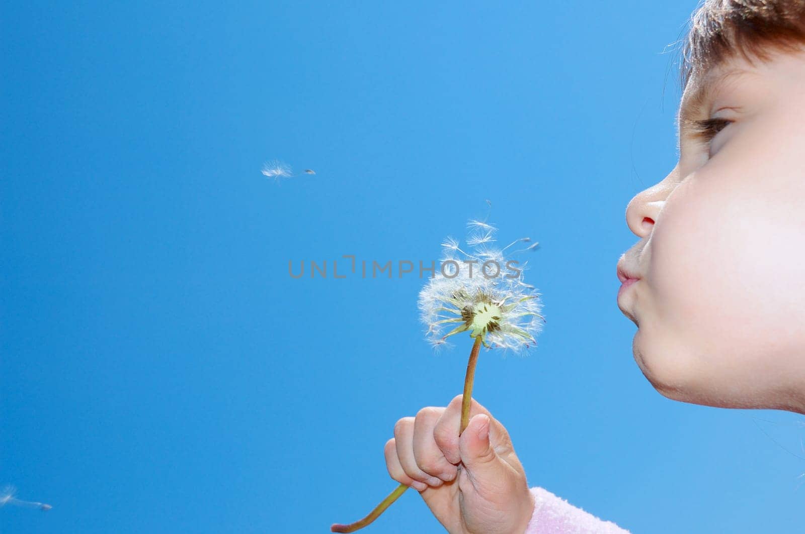 child blowing a dandelion seeds away against the blue sky