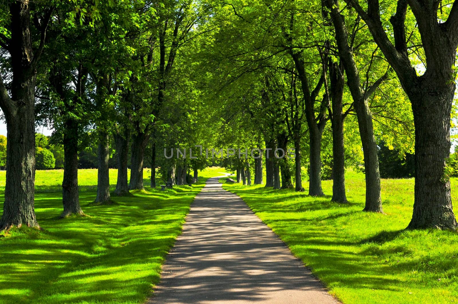 Recreational path in green park lined up with trees