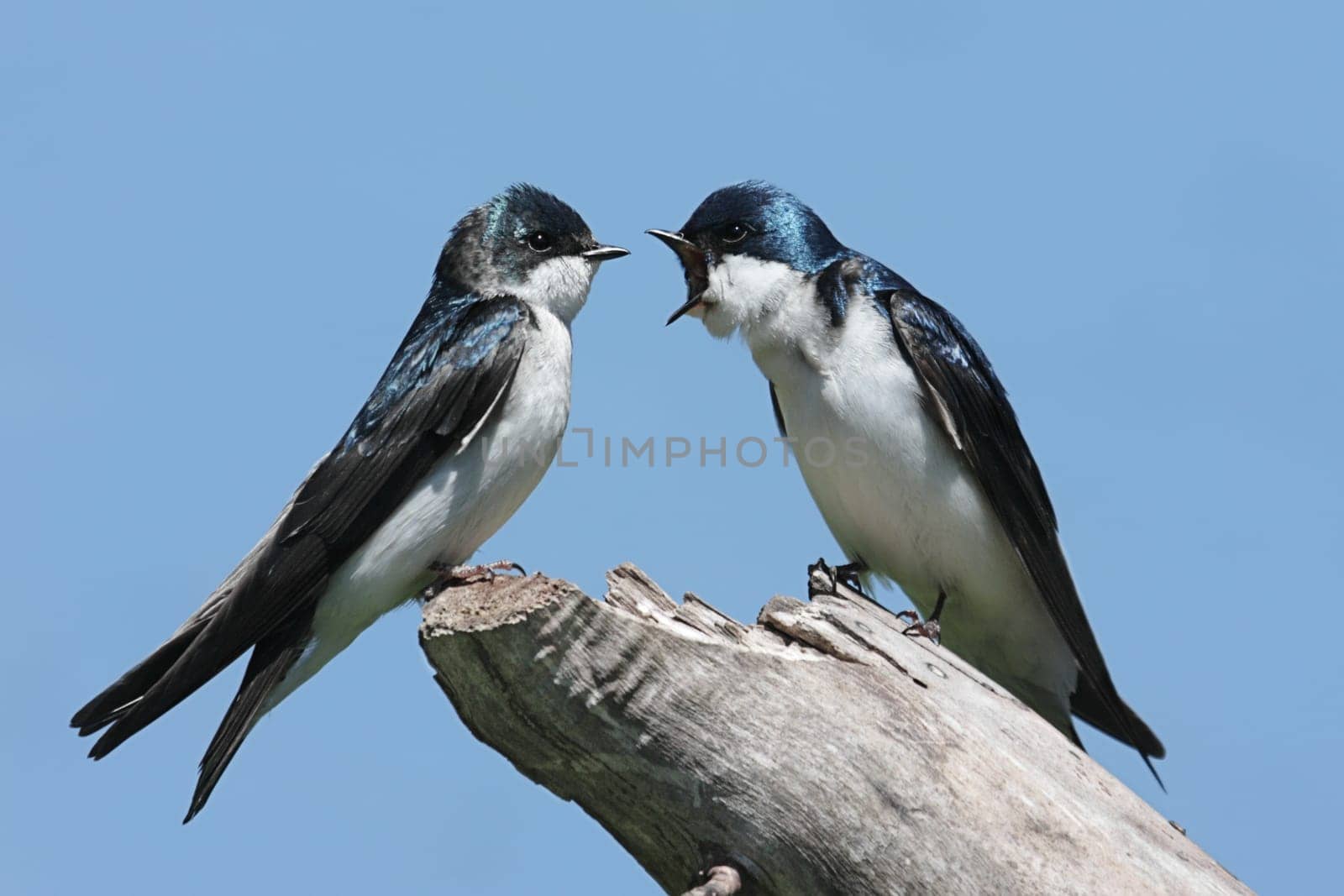 Pair of Tree Swallows (tachycineta bicolor) on a stump