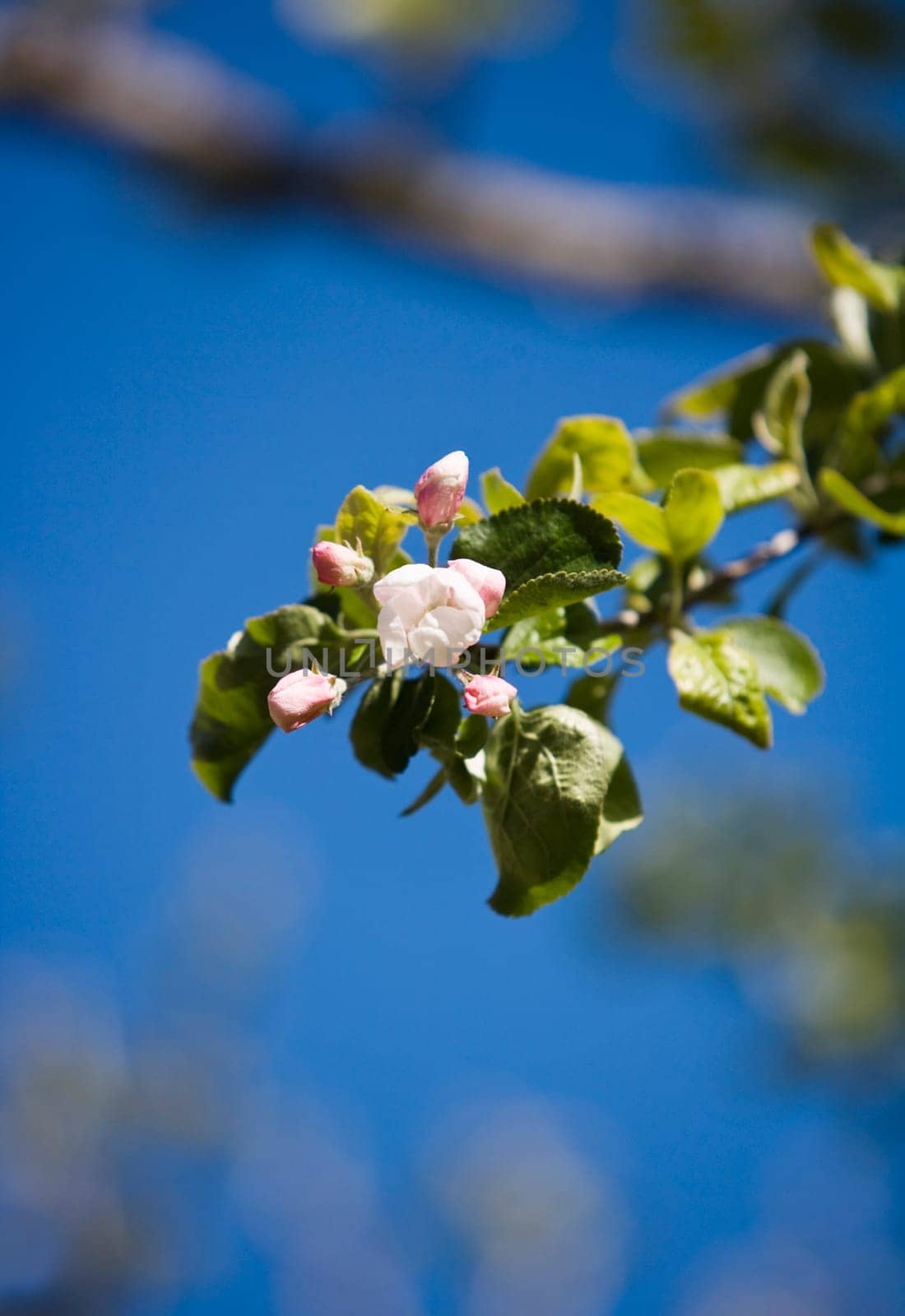 Apple blossom towards blue sky