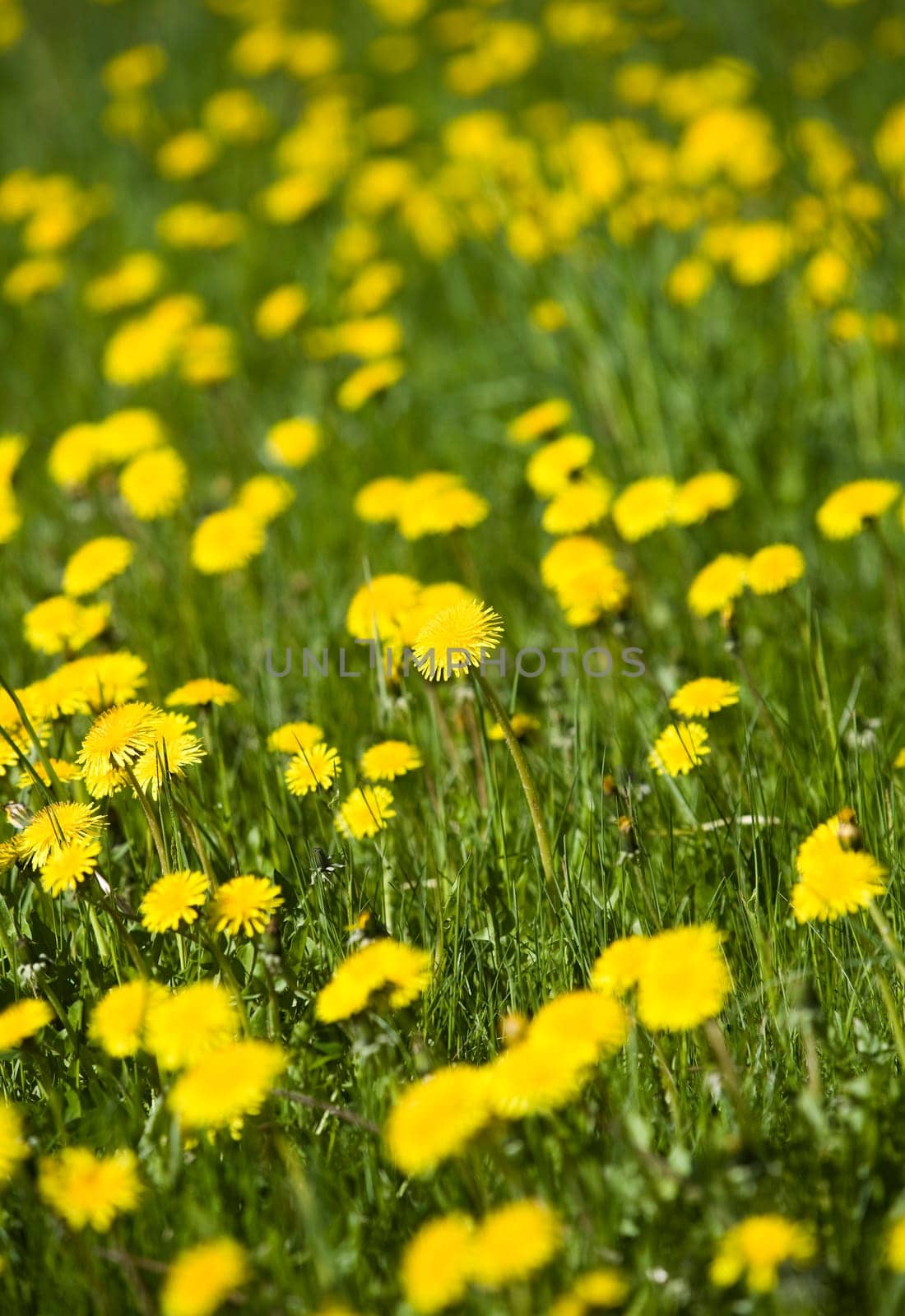 Dandelion on a field
