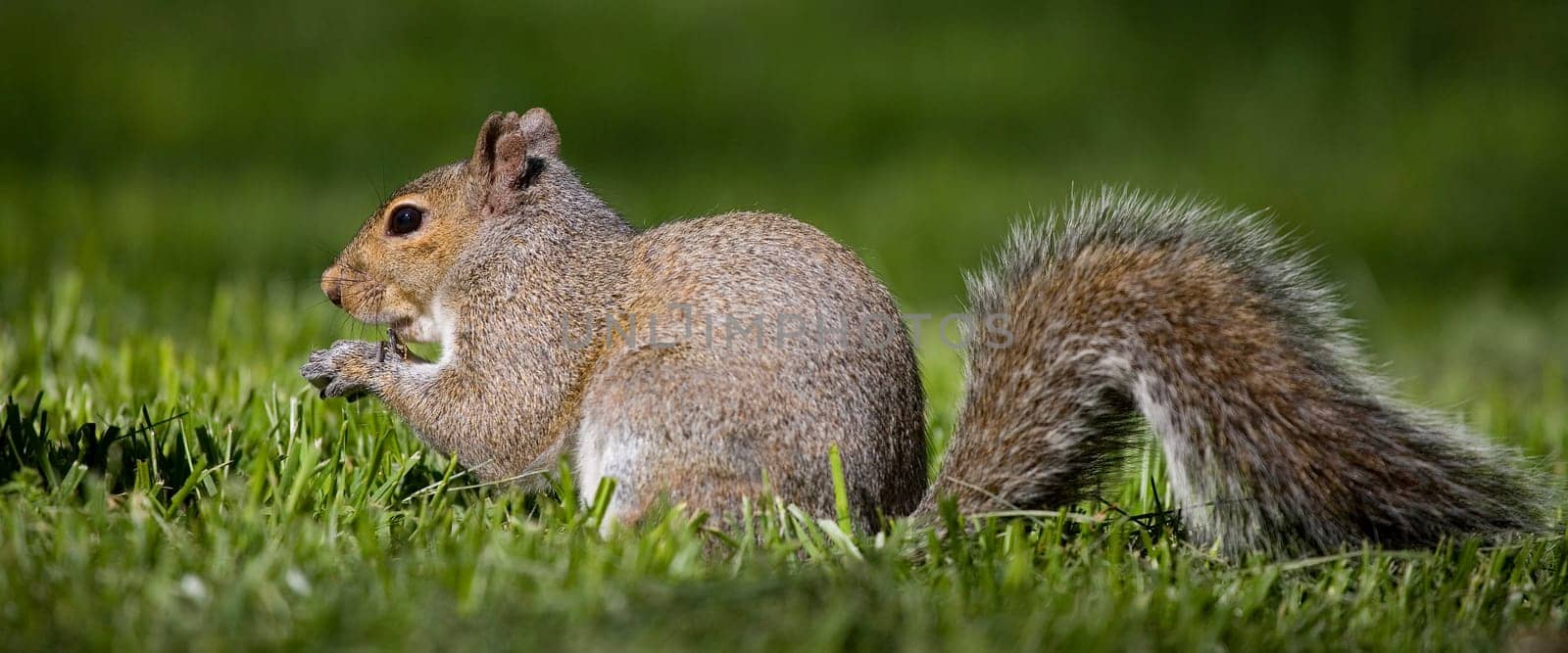 tree squirrel that has found some food on sunny grass