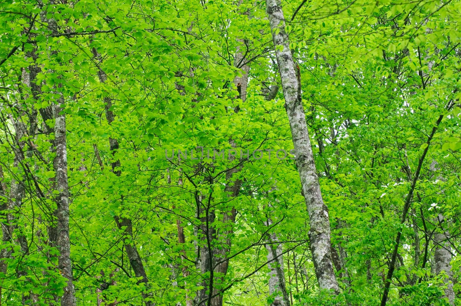 closeup of green forest