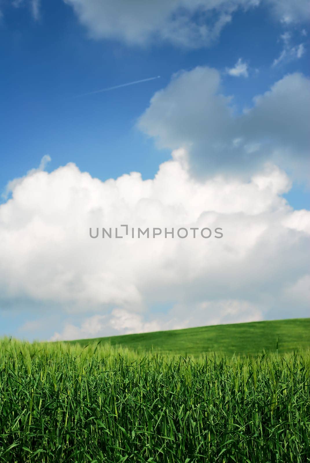 Green wheat fields with moody sky