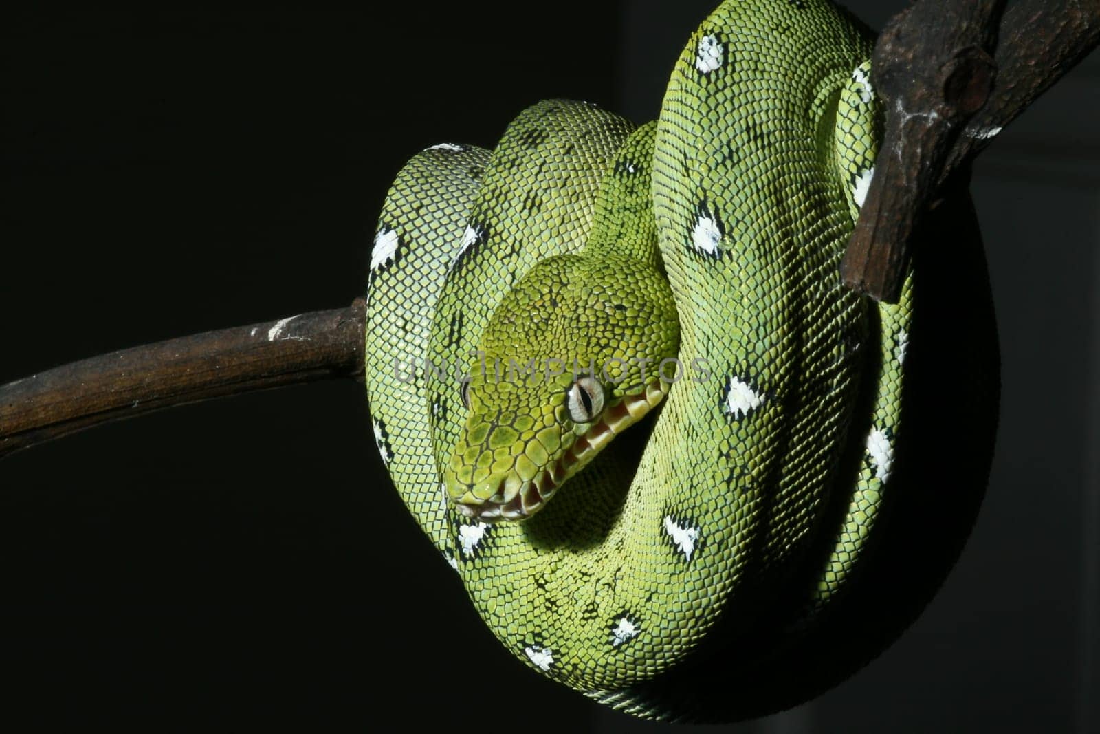 a close-up portrait of an emerald boa in the Bolivian rainforest