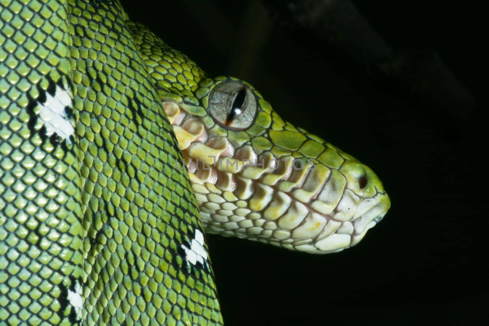 a close-up portrait of an emerald boa in the Bolivian rainforest
