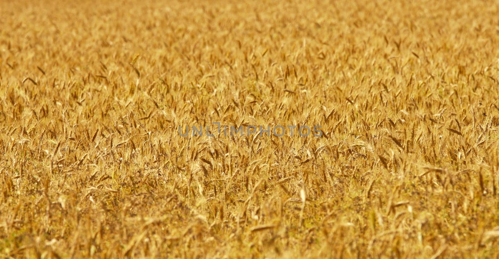 image of golden wheat field, natural background