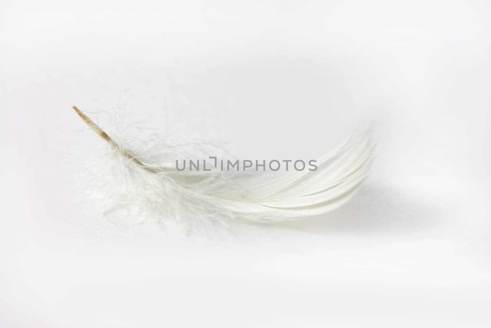 delicate white feather on white background with shadow