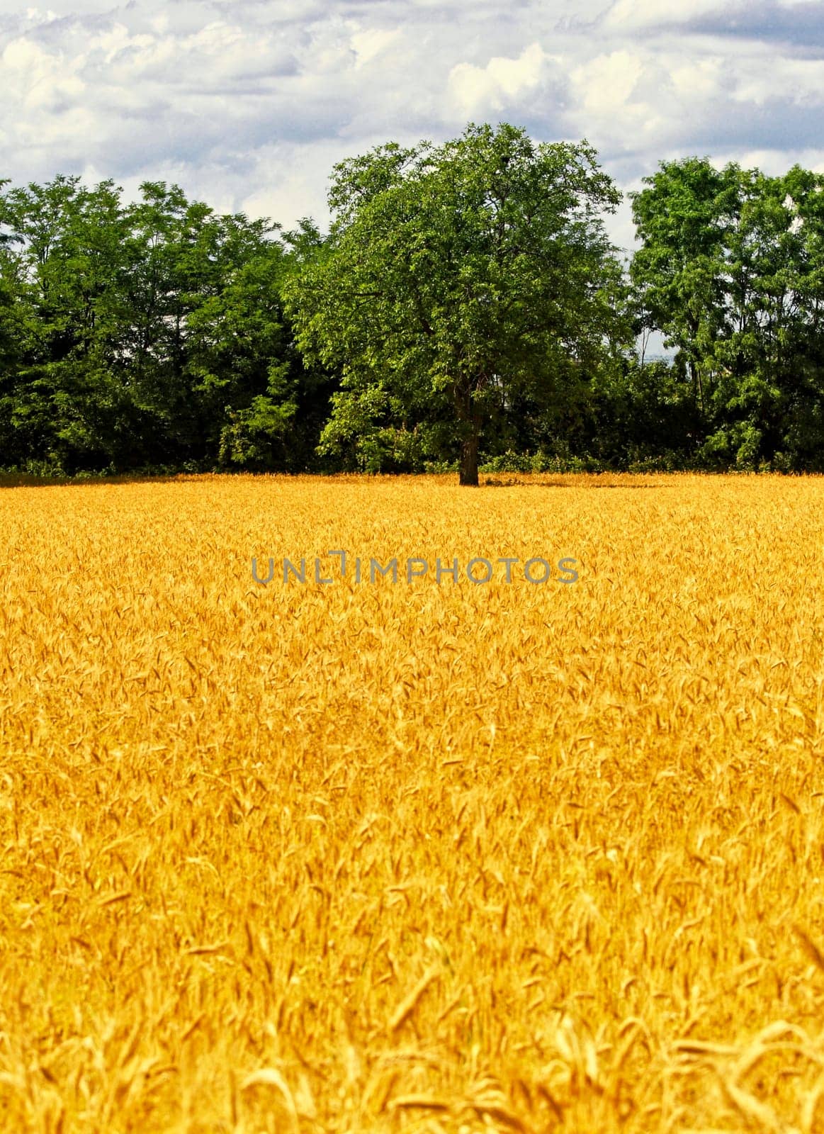 image of golden wheat field, natural background