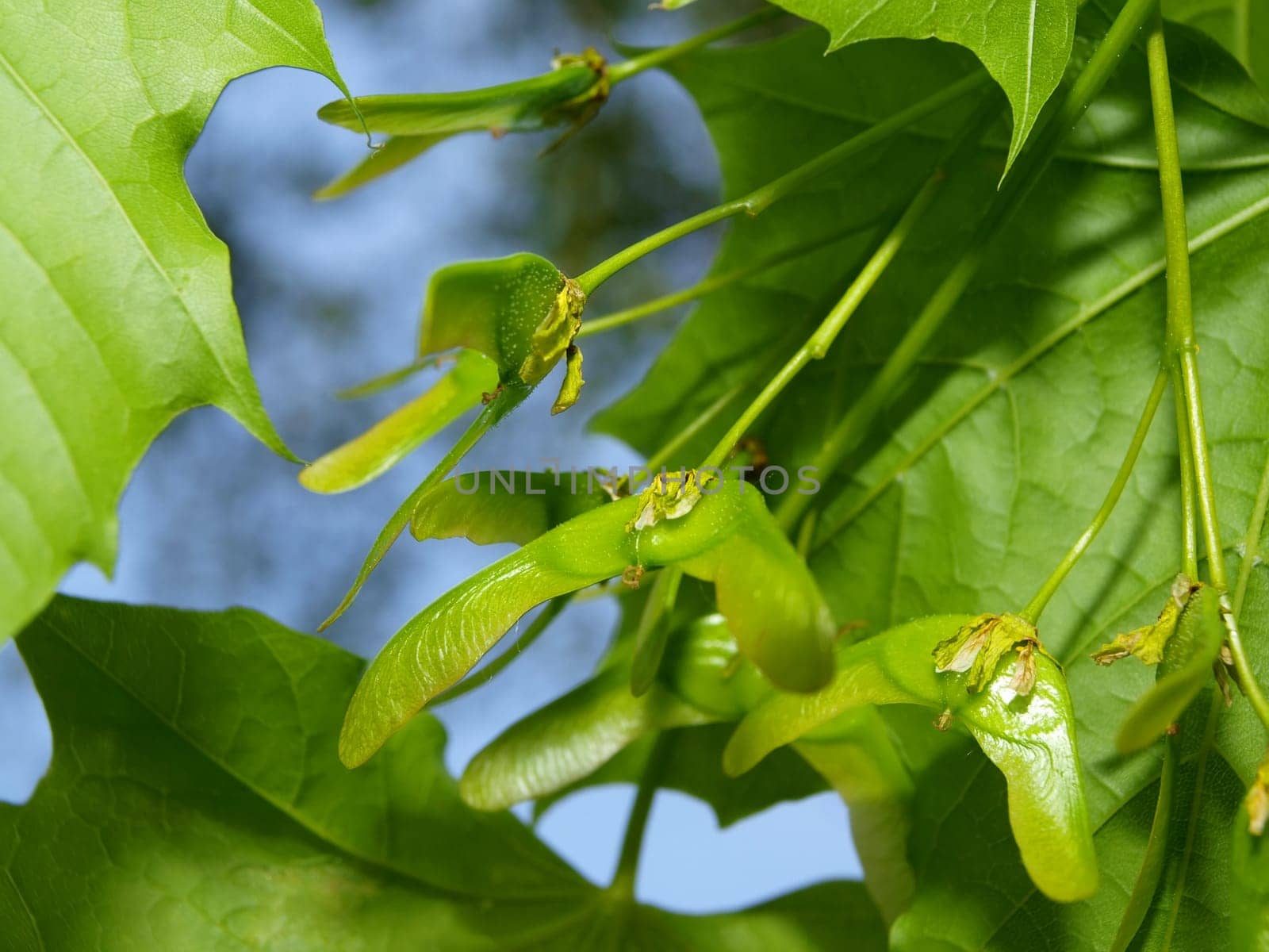 Ash tree seeds with wings under leaves
