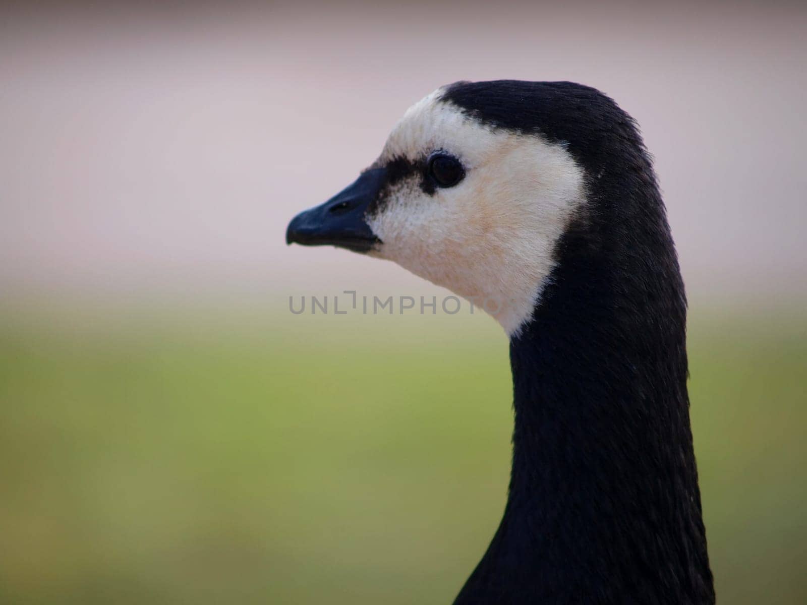 Head and neck of a Canadian Goose with green and grey background