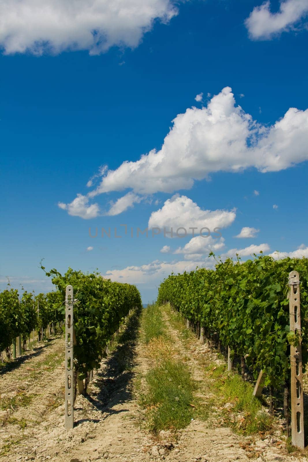 Beautiful Vineyard Landscape in Italy