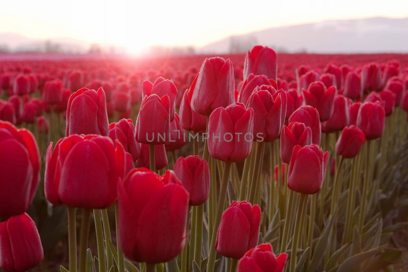 A field of red tulips (liliaceae tulipa) in full bloom during the annual Skagit Valley Tulip Festival in Washington State. The petals are backlit and glowing brightly by the flare of the sun peaking over the horizon. Together with the rose, this is a beautiful red flower for romance on Valentine's Day.