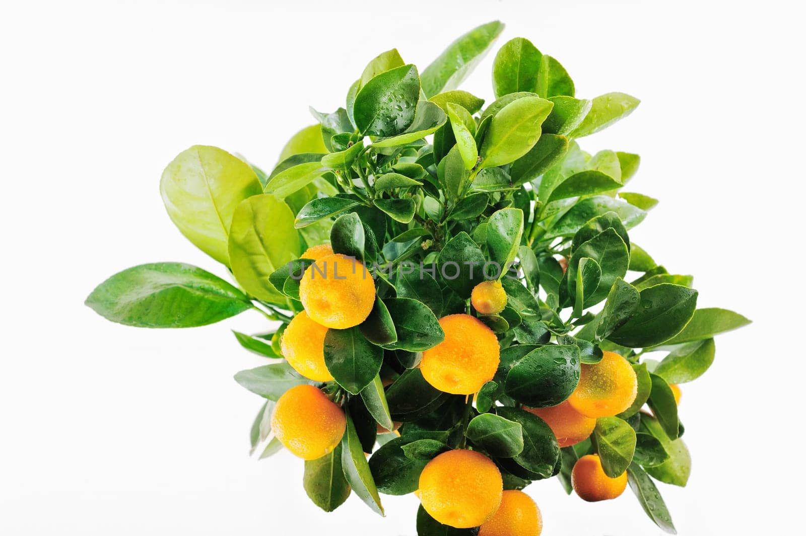 Shrub of the oranges covered with drops of water