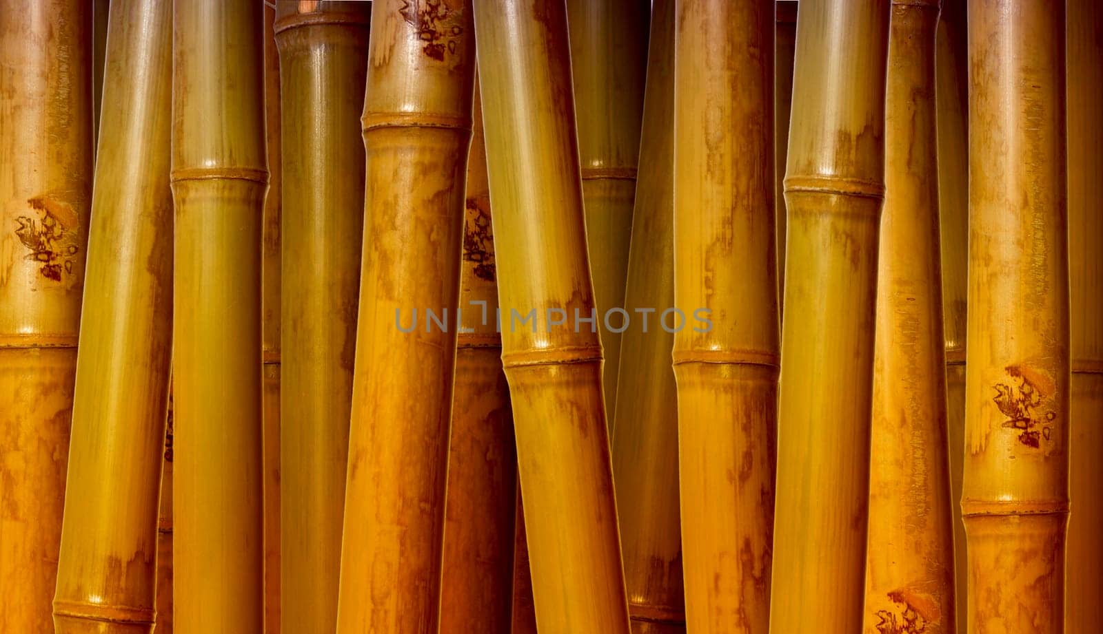 fine image of different bamboo, nature background