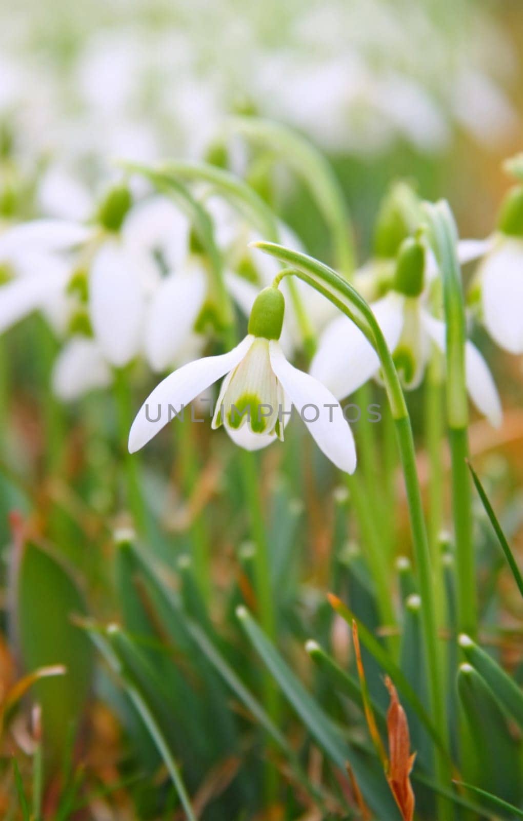 This image shows a macro from a snowdrop