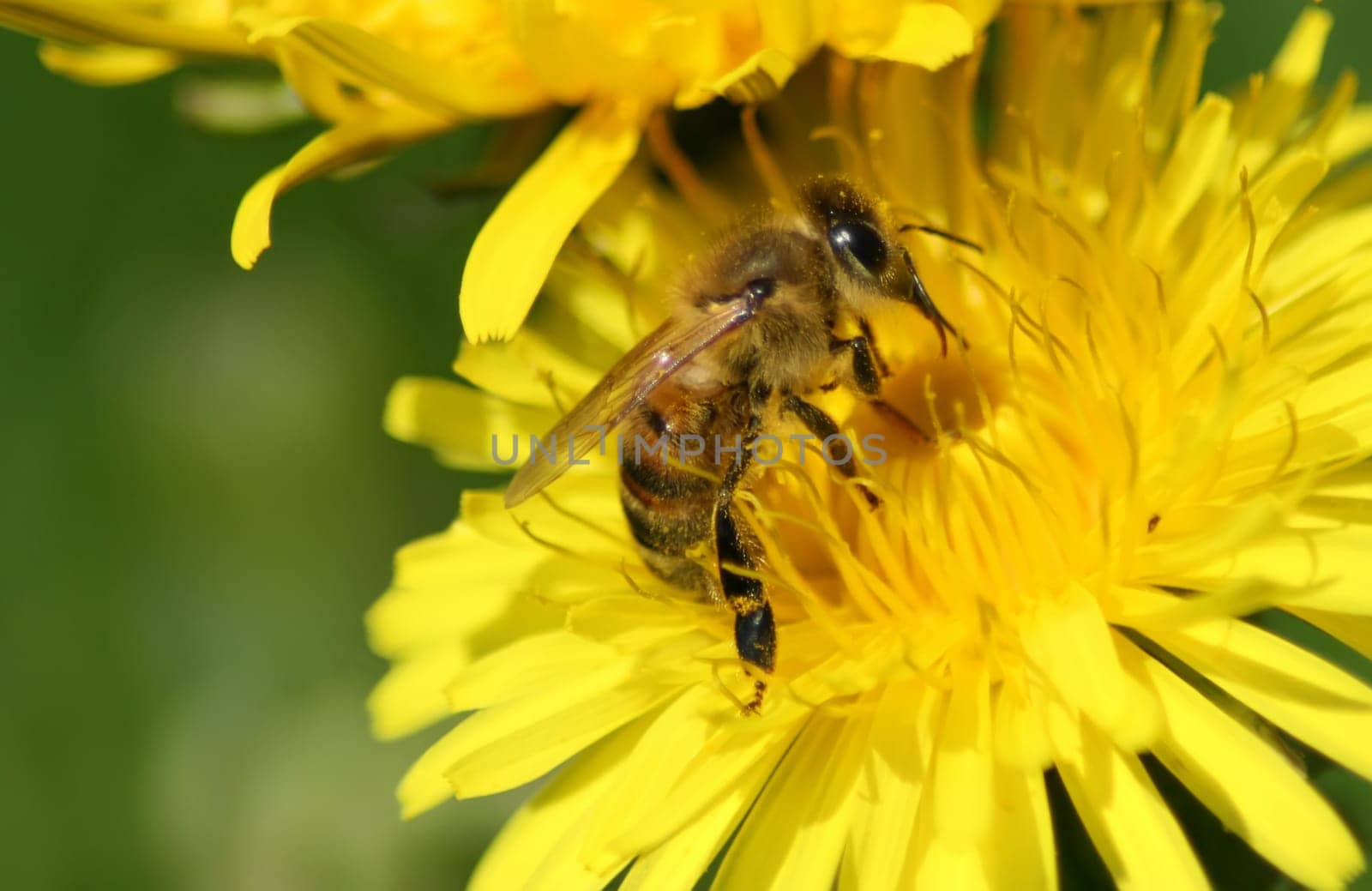 This image shows a macro from a working bee