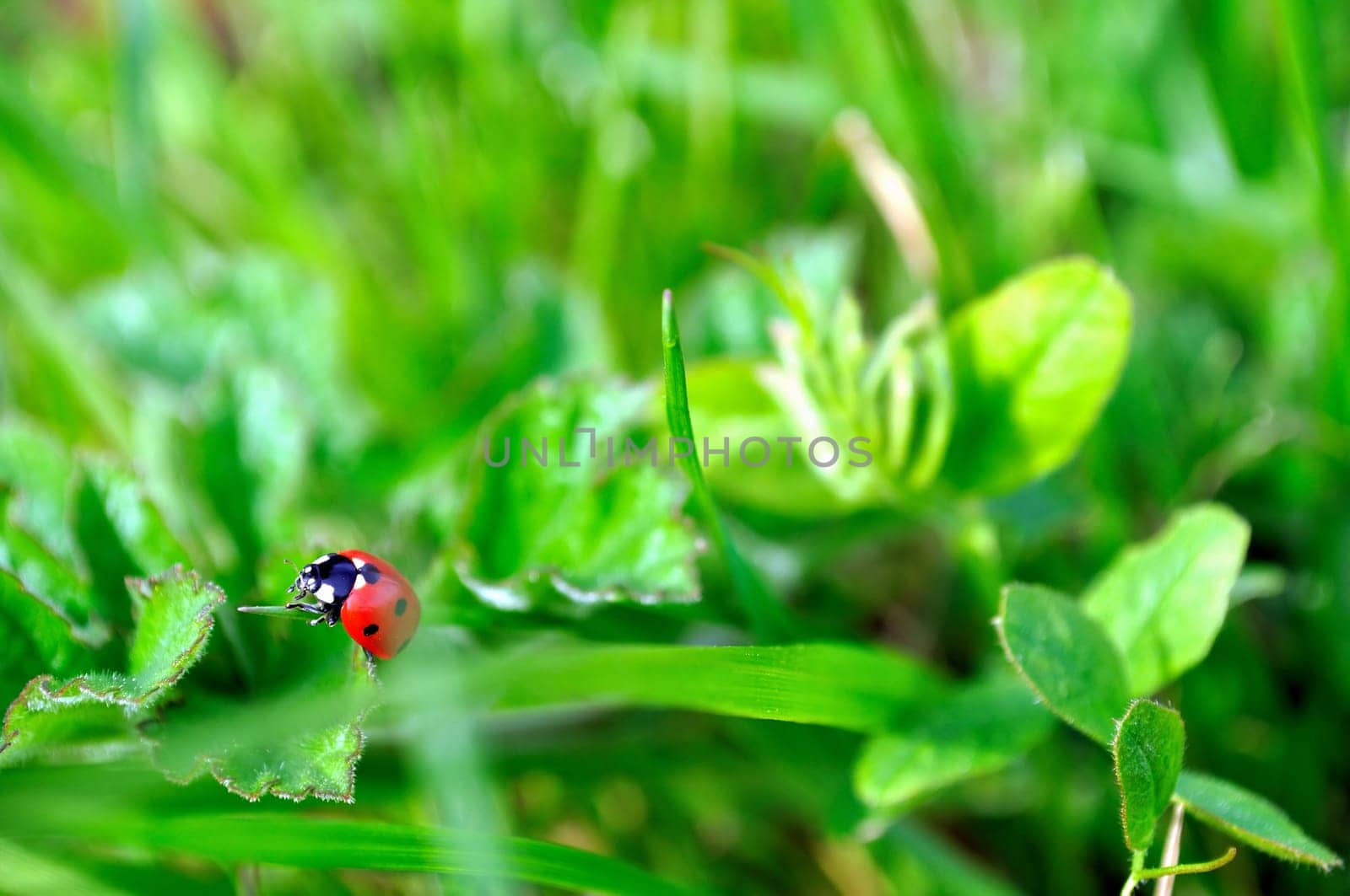 Small ladybug on a green grass blade