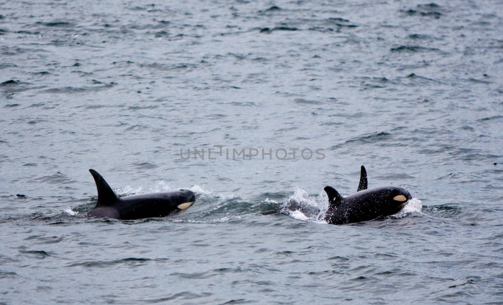 A baby killer whale (orcinus orca) is surfacing with a female close behind. there is also a third whale surfacing just behind the baby.