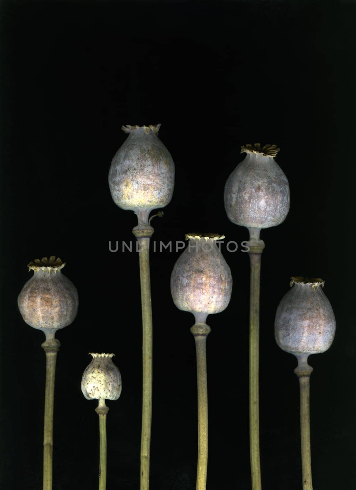 Dried poppy heads isolated on black background