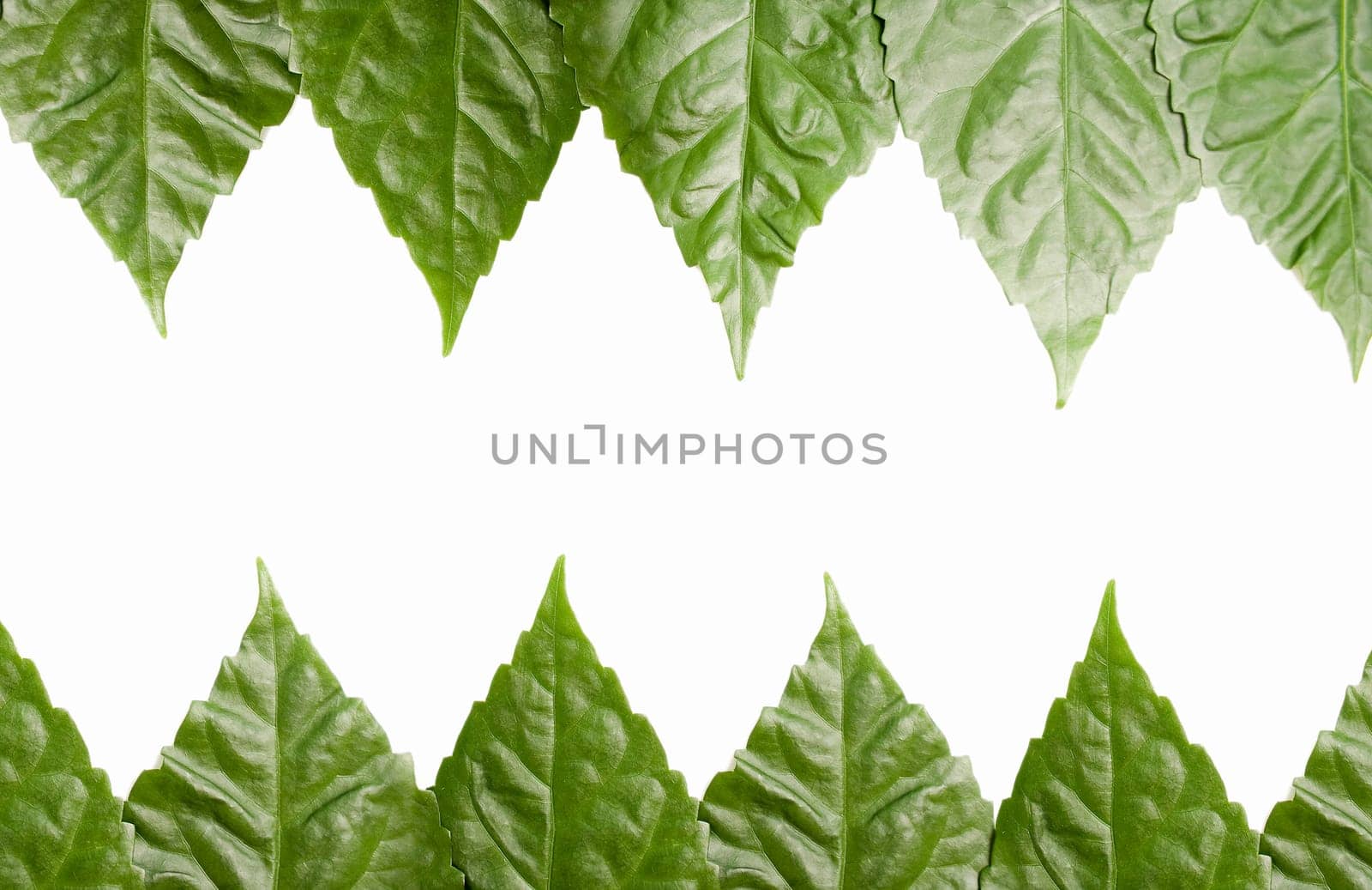Ornament from green leaves against the white background