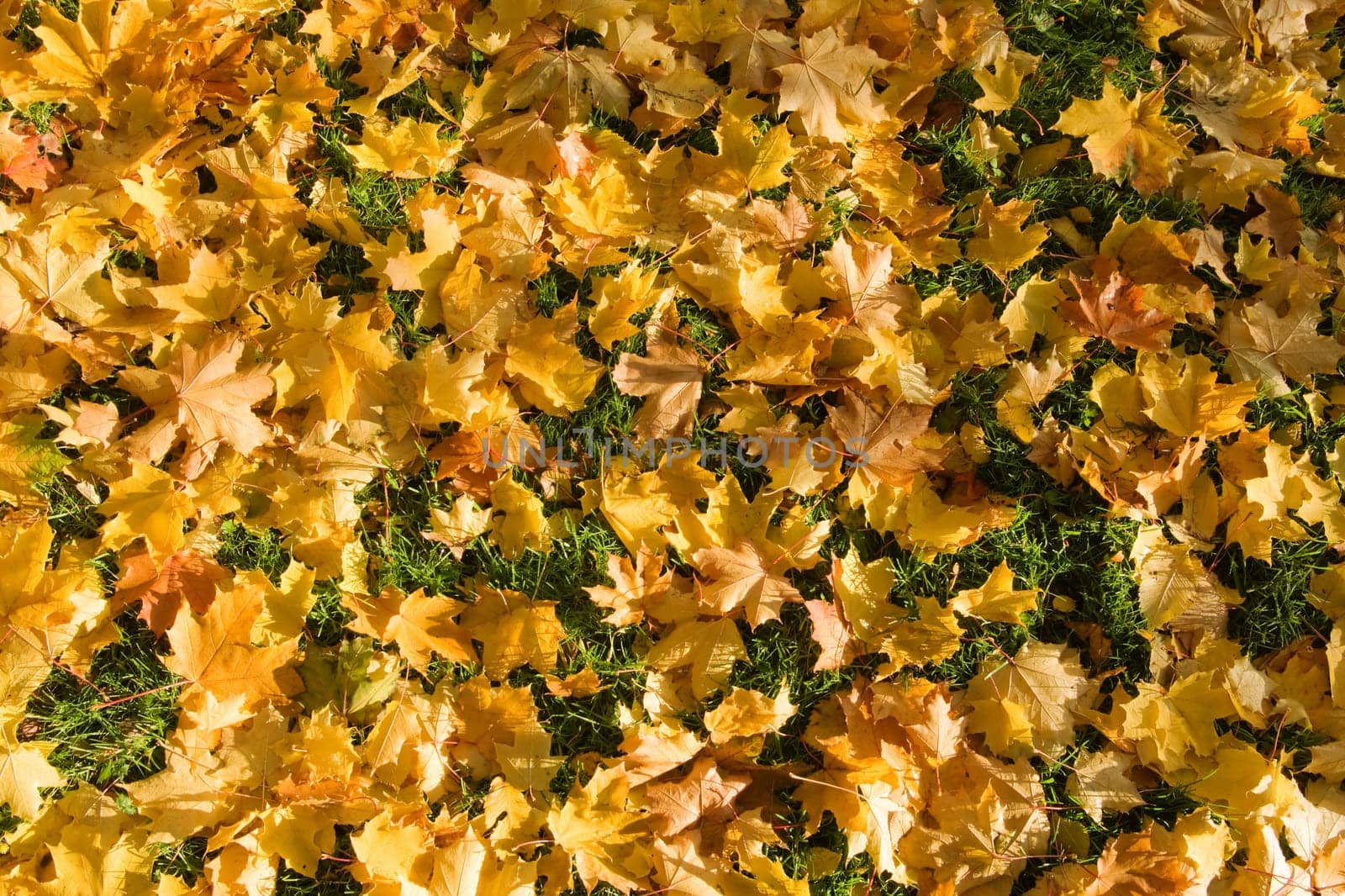 gold maple fallen leaves background