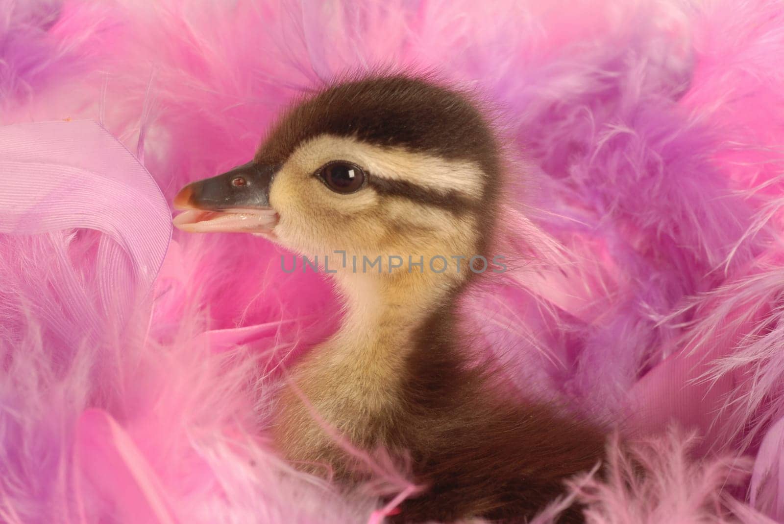baby mallard duck surround by pink feathers