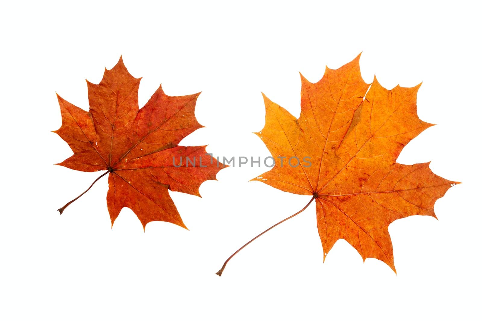 dry maple leaf is isolated on white