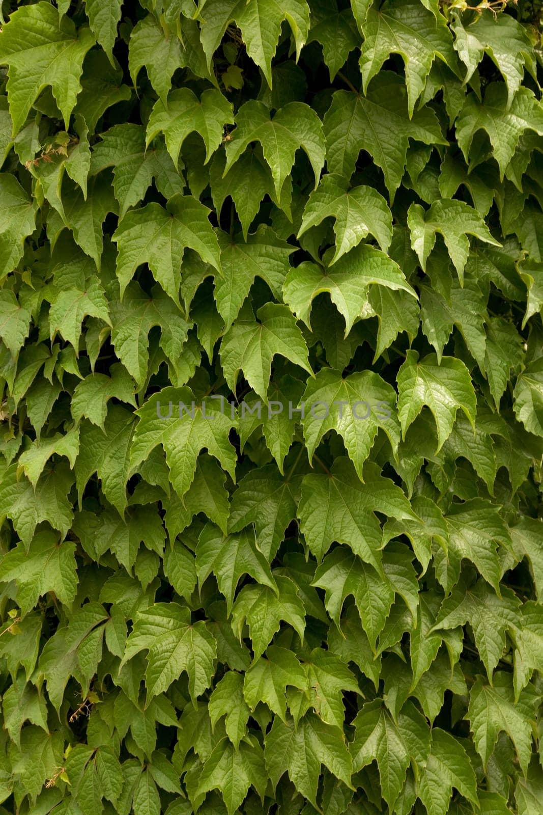 Green leaves natural background