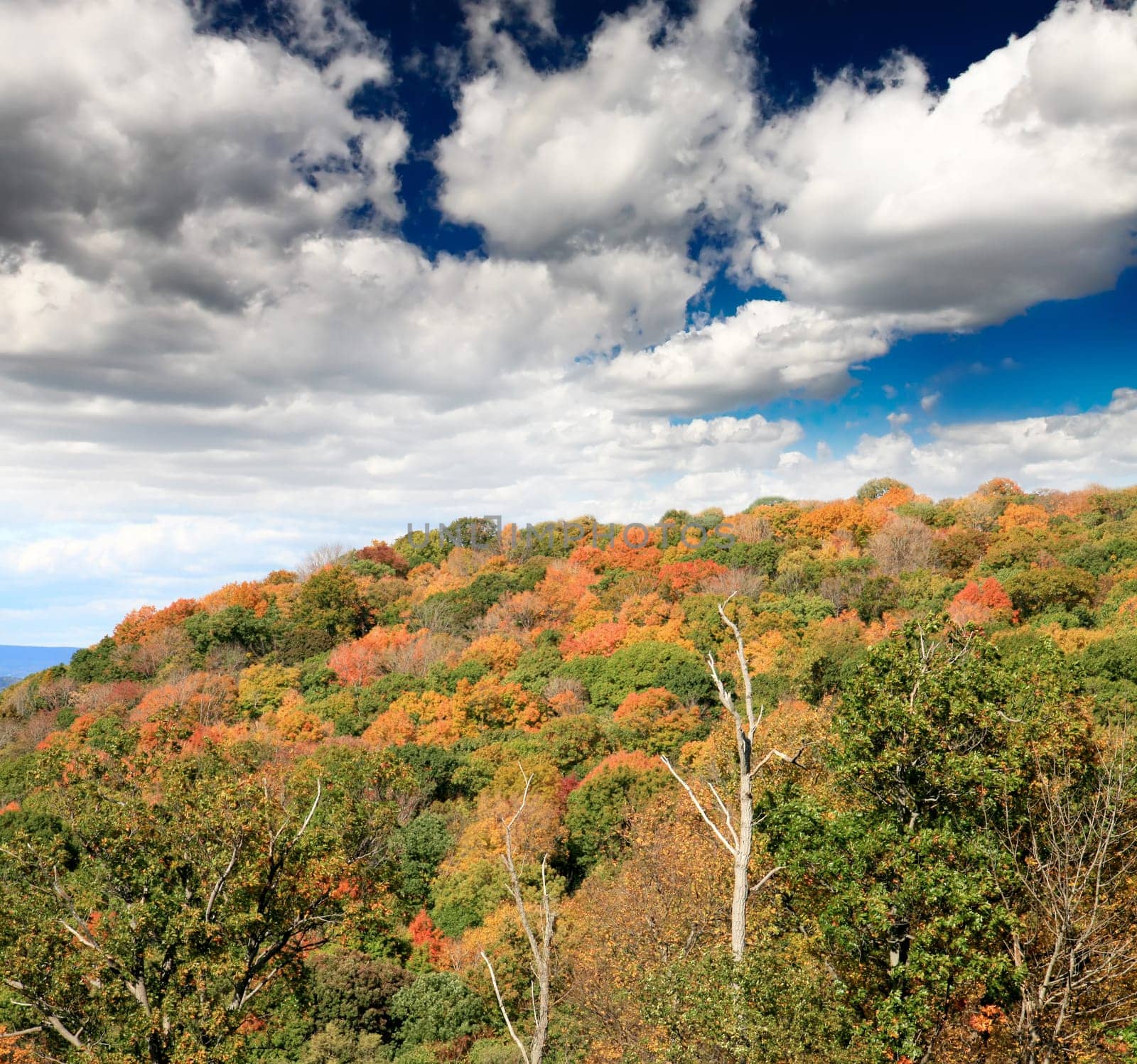 The foliage scenery from a highway overlook in New Jersey